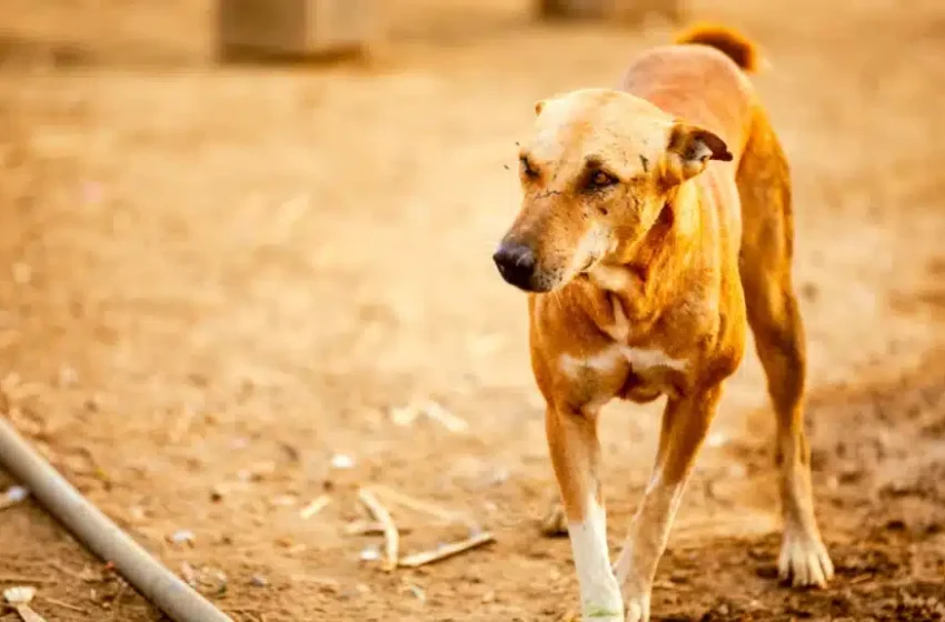  MAN DENIES SEXUALLY ABUSING DOG