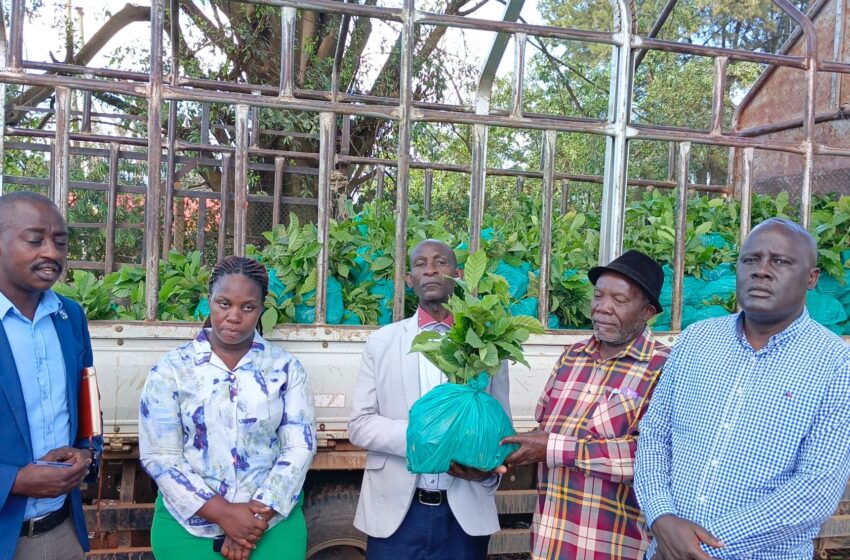  Ibanda district commissions coffee seedling distribution